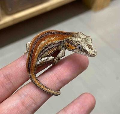 FullSizeRender