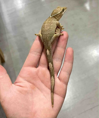 FullSizeRender