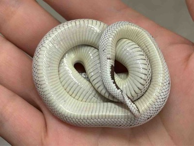 FullSizeRender
