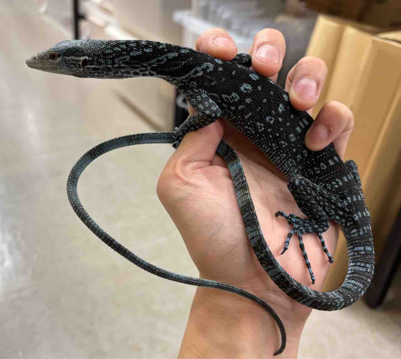 3Fトカゲ新入荷！！鈷藍早々再来！！ : 爬虫類倶楽部