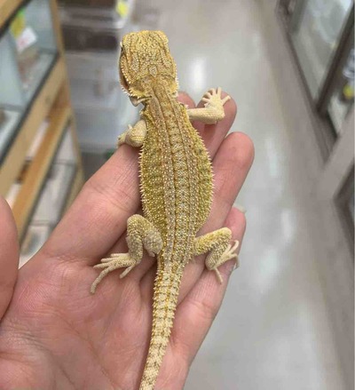 FullSizeRender