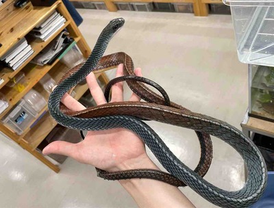 FullSizeRender