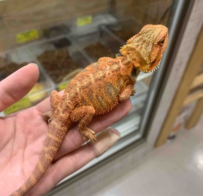 FullSizeRender