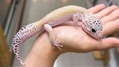 FullSizeRender