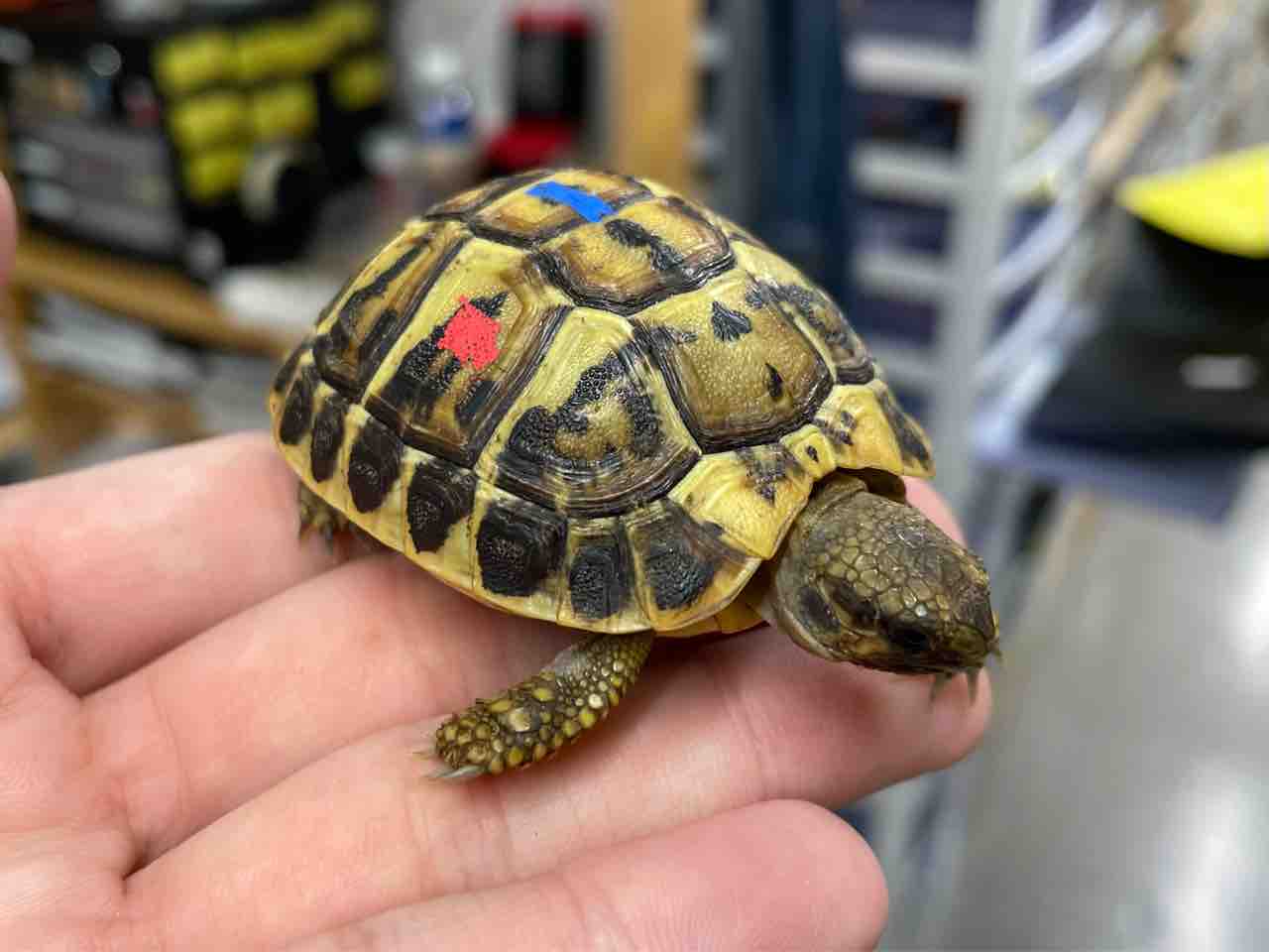 2階新入荷 ヘビ、カメ : 爬虫類倶楽部