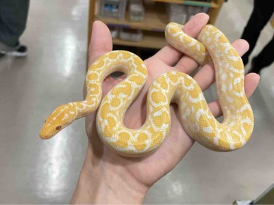 FullSizeRender