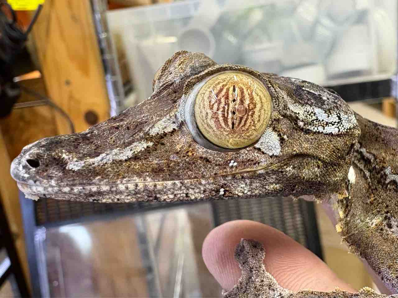 2F新着！みんな大好きビロードヤモリが来たよ！！ : 爬虫類倶楽部