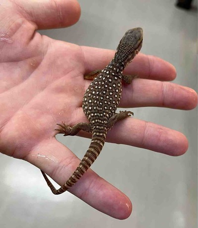 FullSizeRender