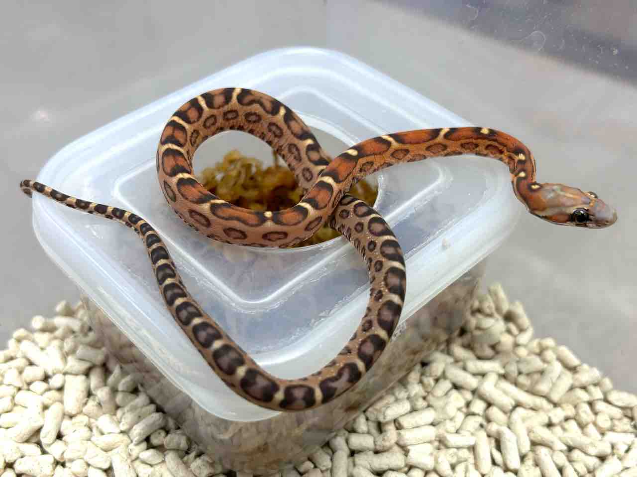 3階ヘビ新入荷 : 爬虫類倶楽部