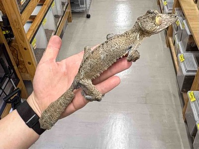 FullSizeRender