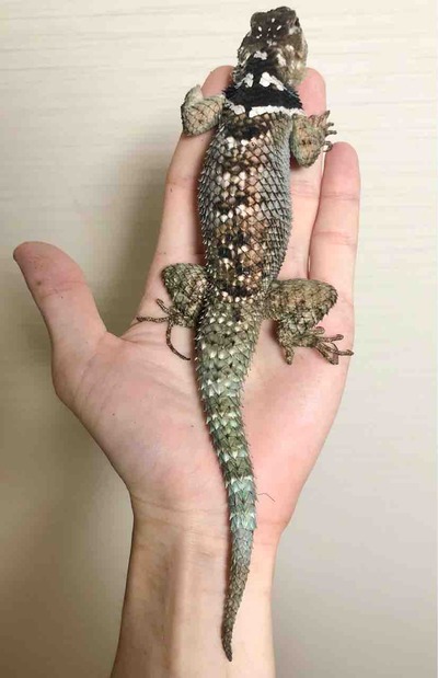 FullSizeRender
