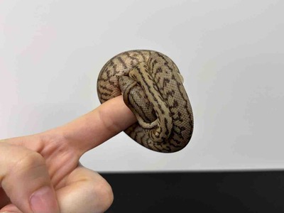 FullSizeRender
