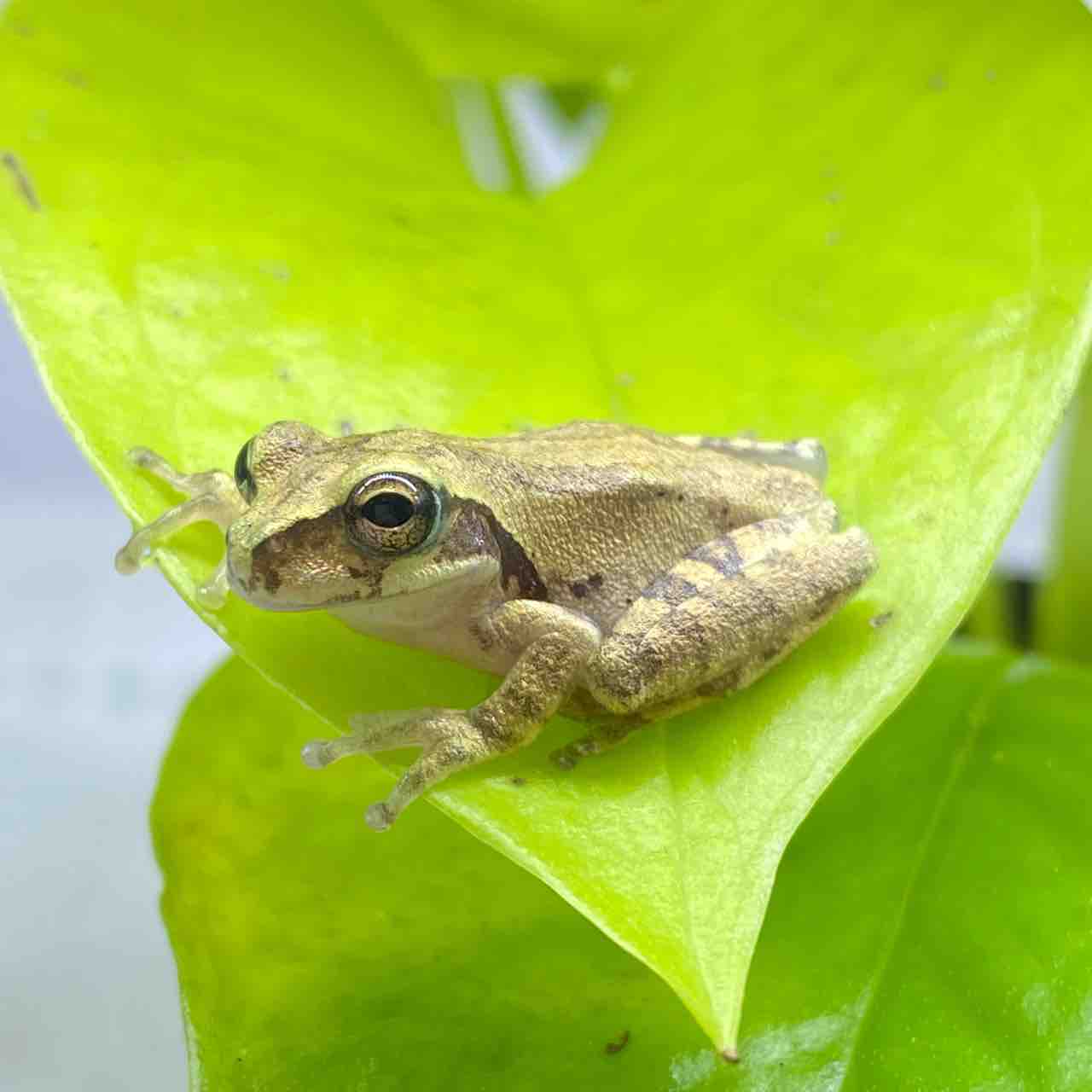 1階 新入荷生体 沢山来ております 爬虫類倶楽部 1階 新入荷生体 沢山来ております 爬虫類倶楽部