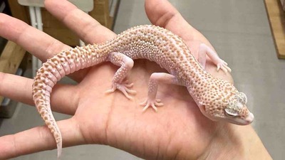 FullSizeRender