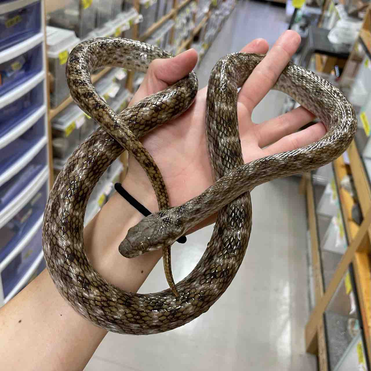 メル蛇 We will introduce the snakes at the snake shop, which has