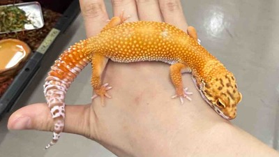 FullSizeRender