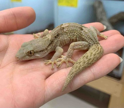 FullSizeRender