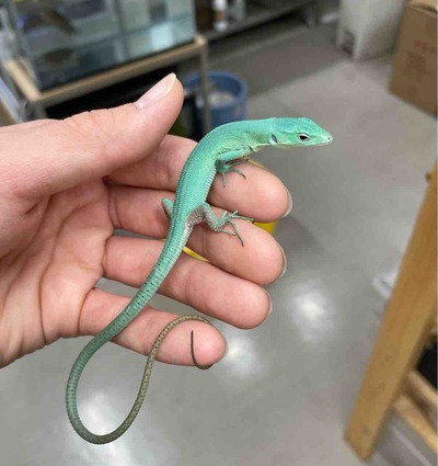 FullSizeRender