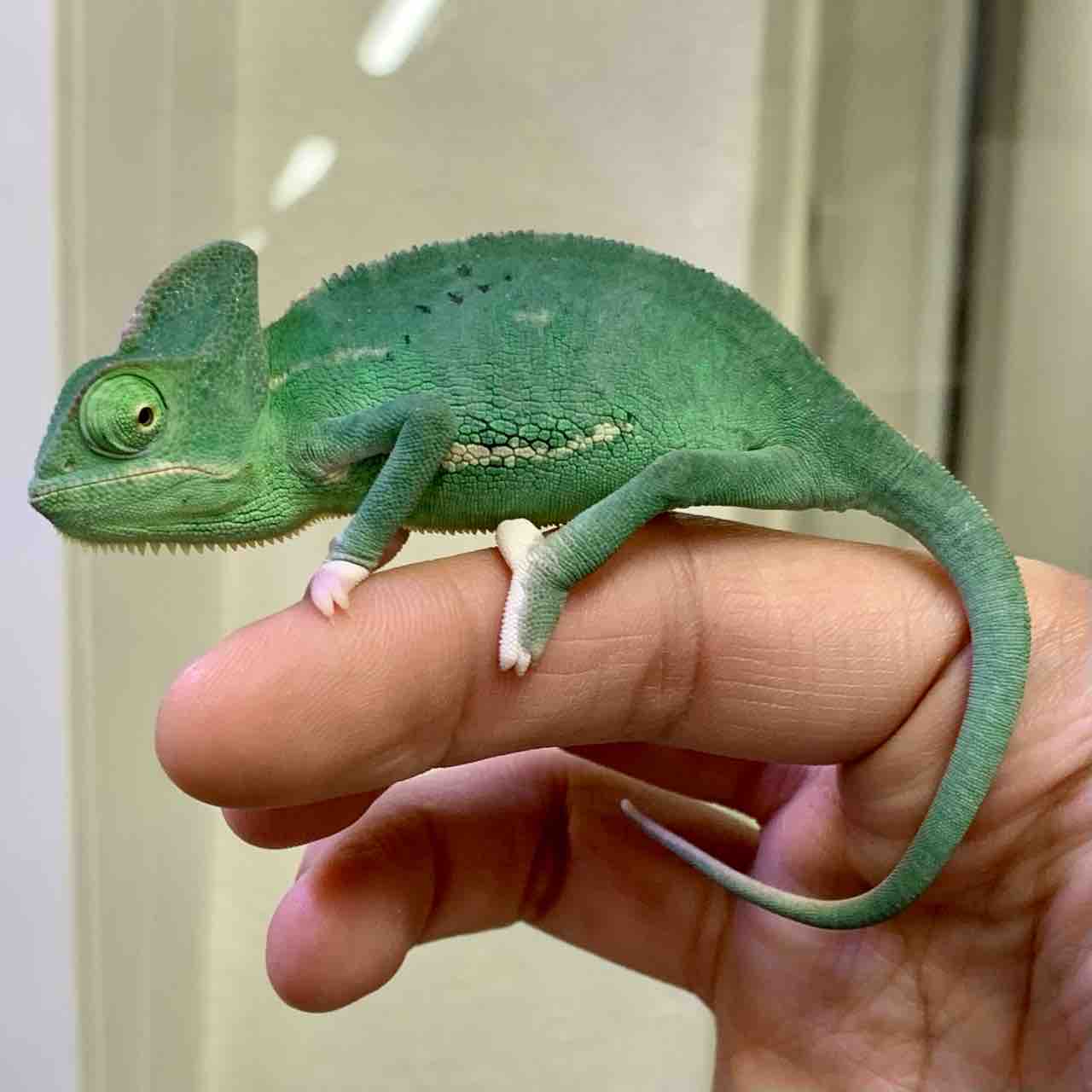 1階カメレオン新入荷＆在庫紹介！ ちむるちむ : 爬虫類倶楽部