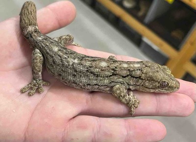 FullSizeRender