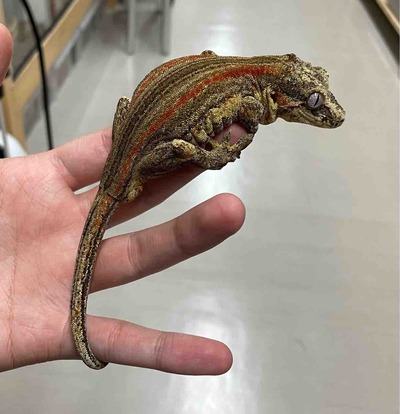 FullSizeRender