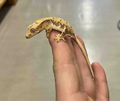 FullSizeRender