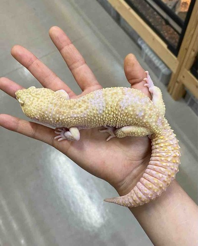 FullSizeRender