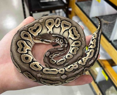 FullSizeRender