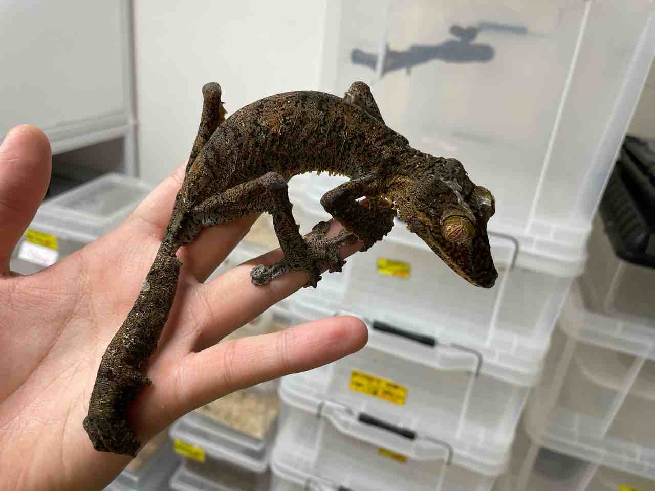 超久しぶり！マダガスカル便！その他新着いろいろ。2F : 爬虫類倶楽部