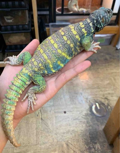 FullSizeRender