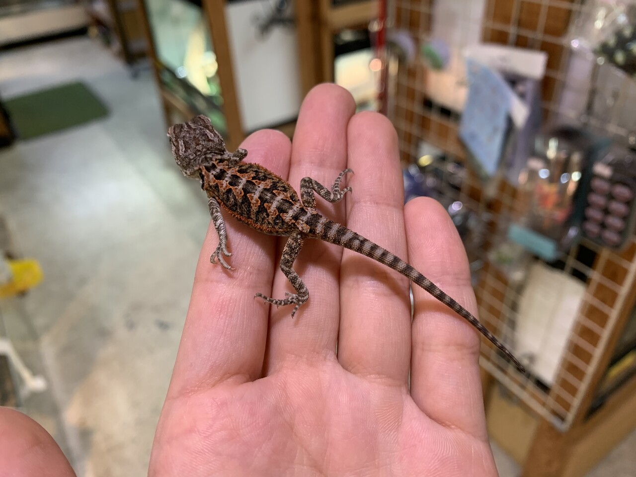 トカゲ新入荷 フトアゴ カナヘビなど 爬虫類倶楽部大宮店公式ブログ トカゲ新入荷 フトアゴ カナヘビなど 爬虫類倶楽部大宮店公式ブログ