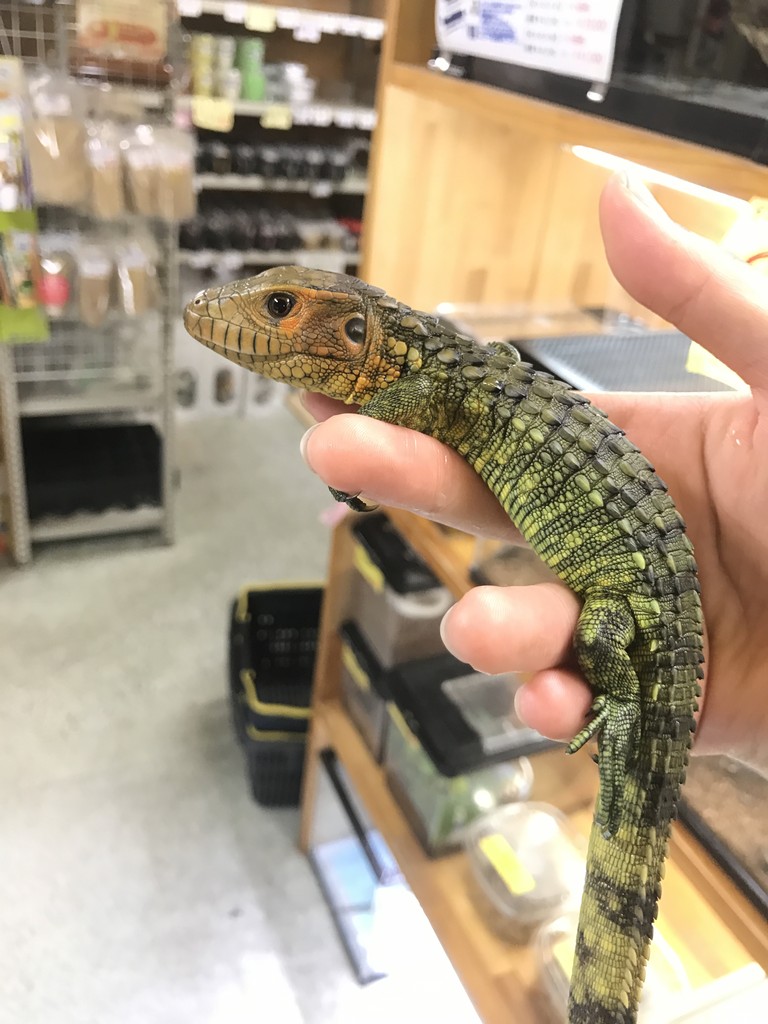 新入荷 トカゲスキンク 爬虫類倶楽部大宮店公式ブログ