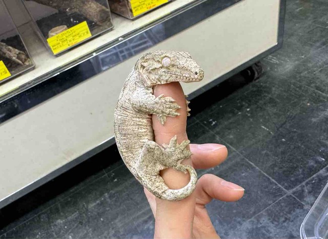 FullSizeRender