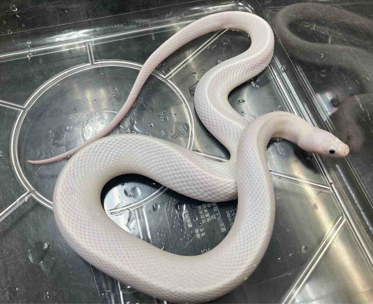 ヘビ 新入荷 努力の賜物 国内cb 色変ミズヘビいろいろ 爬虫類倶楽部大宮店公式ブログ