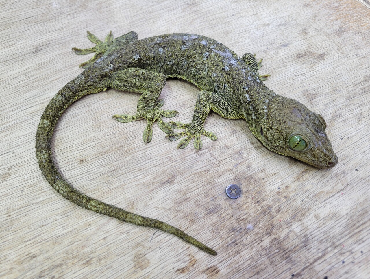 ヤモリ新入荷 Bigなヤモリから小さい子達まで色々来ておりますよ 爬虫類倶楽部大宮店公式ブログ