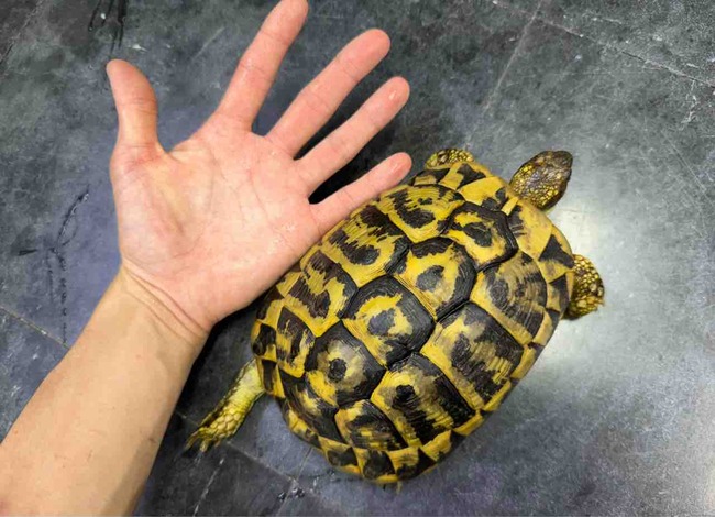 FullSizeRender