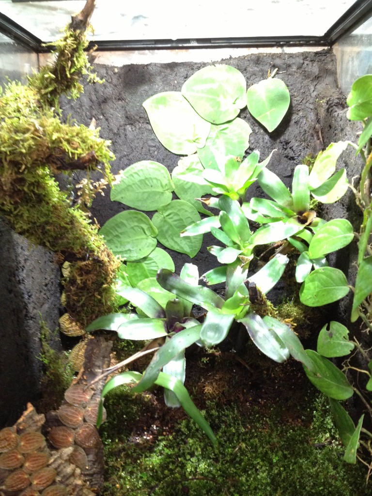 珍植物とブロメリア 爬虫類倶楽部大宮店公式ブログ 珍植物とブロメリア 爬虫類倶楽部大宮店公式ブログ