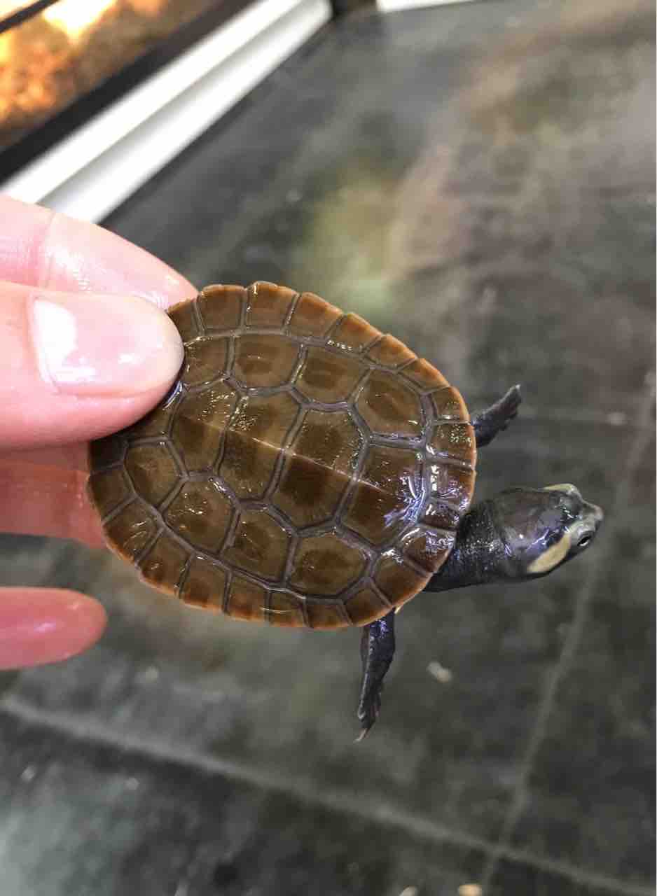 カメ 新品 S.H.Figuarts 仮面ライダーZX ヘルダイバー