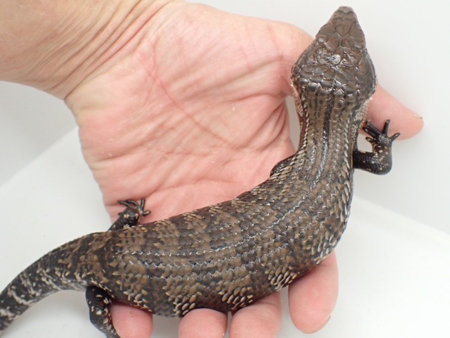 LINE_ALBUM_�Ȥꤢ����Ⱦʬ���餤��_240328_2