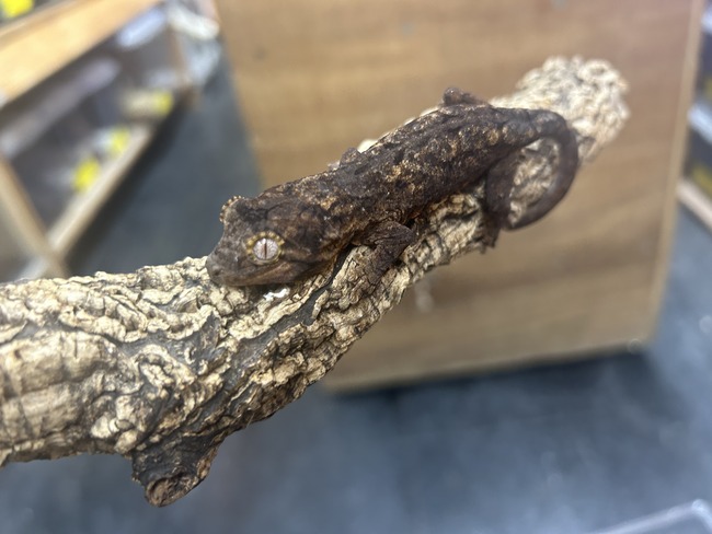 B3229DFA-B5B8-49D4-BC96-DCD9AE6B0796