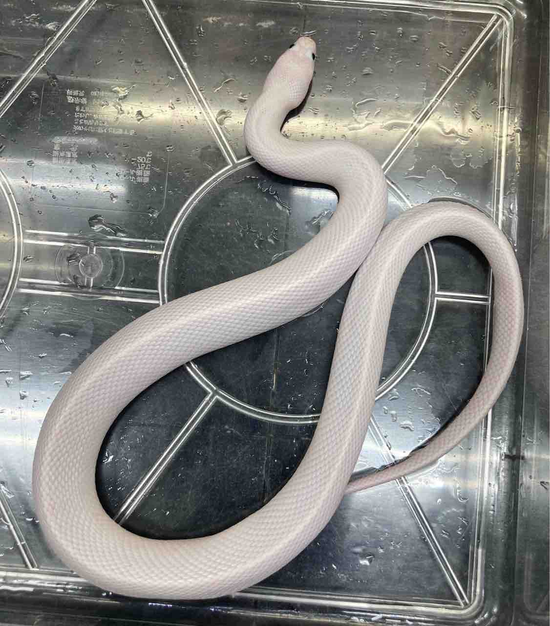 ヘビ 新入荷 努力の賜物 国内cb 色変ミズヘビいろいろ 爬虫類倶楽部大宮店公式ブログ