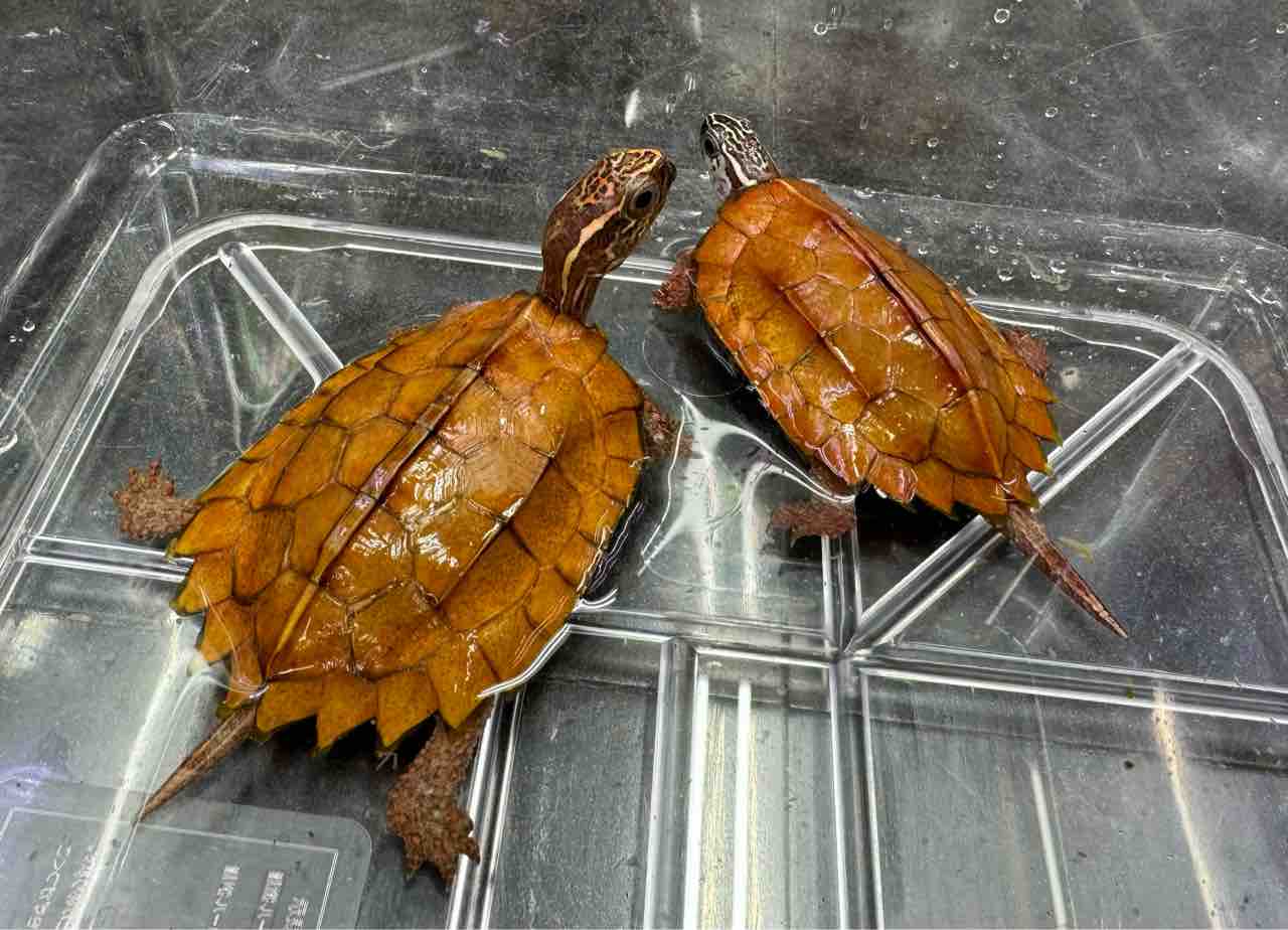 カメ新入荷！ オンリーワンPr！ ハイナンスペングラー来たる