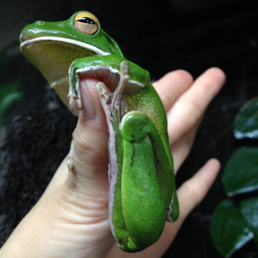 クツワアメガエル来ました 爬虫類倶楽部大宮店公式ブログ クツワアメガエル来ました 爬虫類倶楽部大宮店公式ブログ