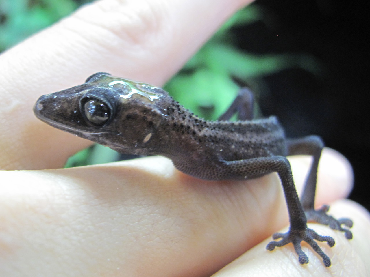 ヤモリ両生類編 ぴーちゃんブログ 爬虫類倶楽部大宮店公式ブログ