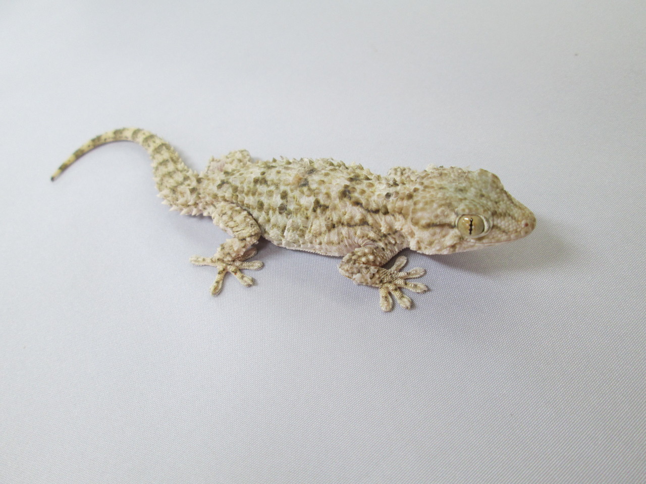 新入荷 壁チョロ ハリユビ 爬虫類倶楽部大宮店公式ブログ