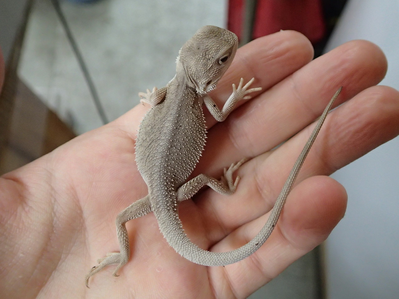 新着 フトアゴヒゲトカゲ 爬虫類倶楽部大宮店公式ブログ