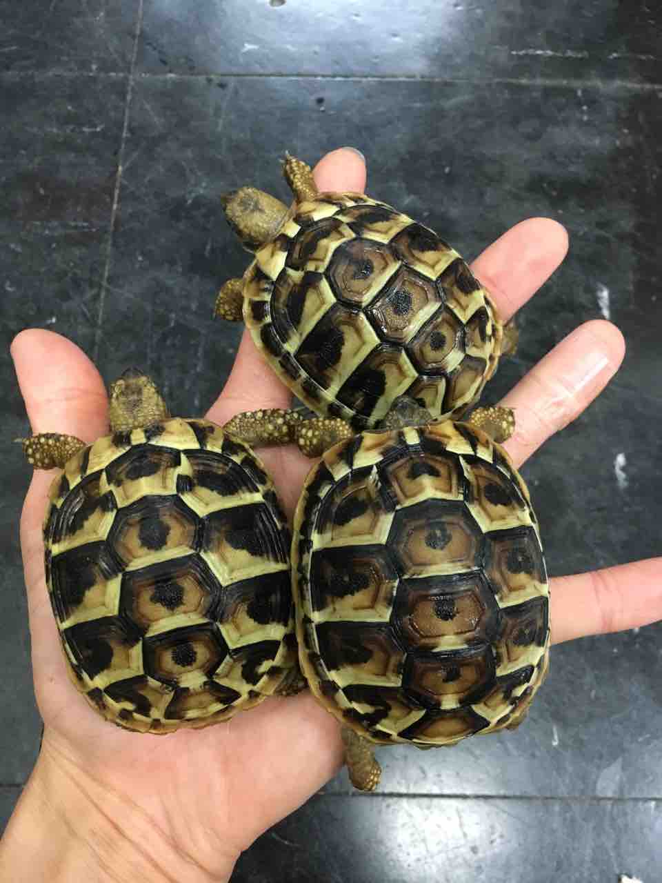 カメ新入荷 大人気のヘルマンやベビーヒョウモンなど 爬虫類倶楽部大宮店公式ブログ