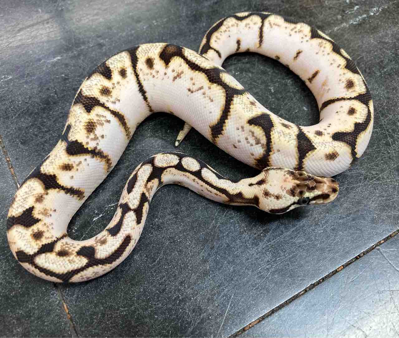 ヘビ 在庫紹介 コーンとボール 爬虫類倶楽部大宮店公式ブログ ヘビ 在庫紹介 コーンとボール 爬虫類倶楽部大宮店公式ブログ