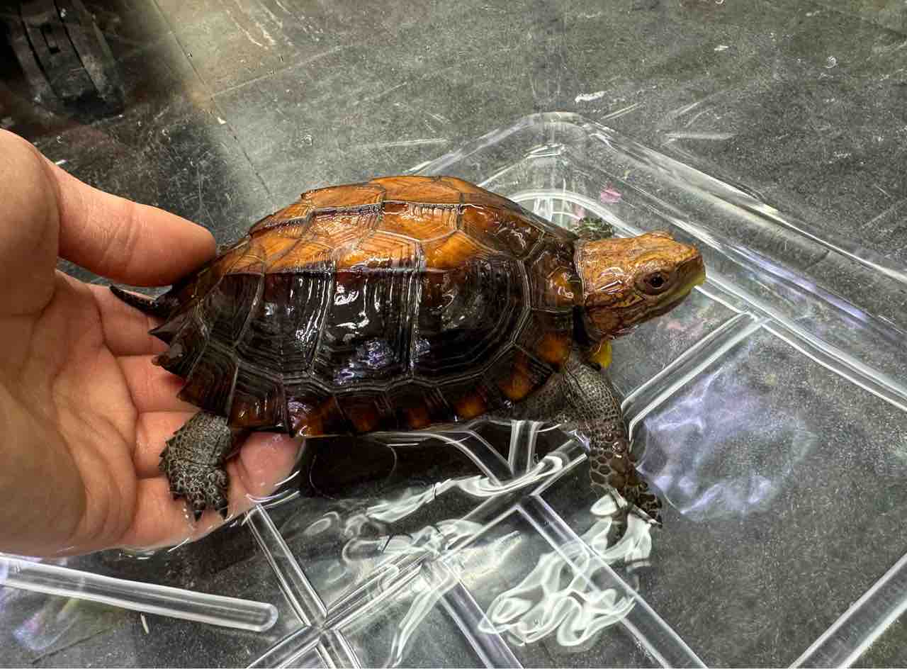 カメ新入荷！セオレシリーズにCBカメ達色々と！キボシがわんさかと