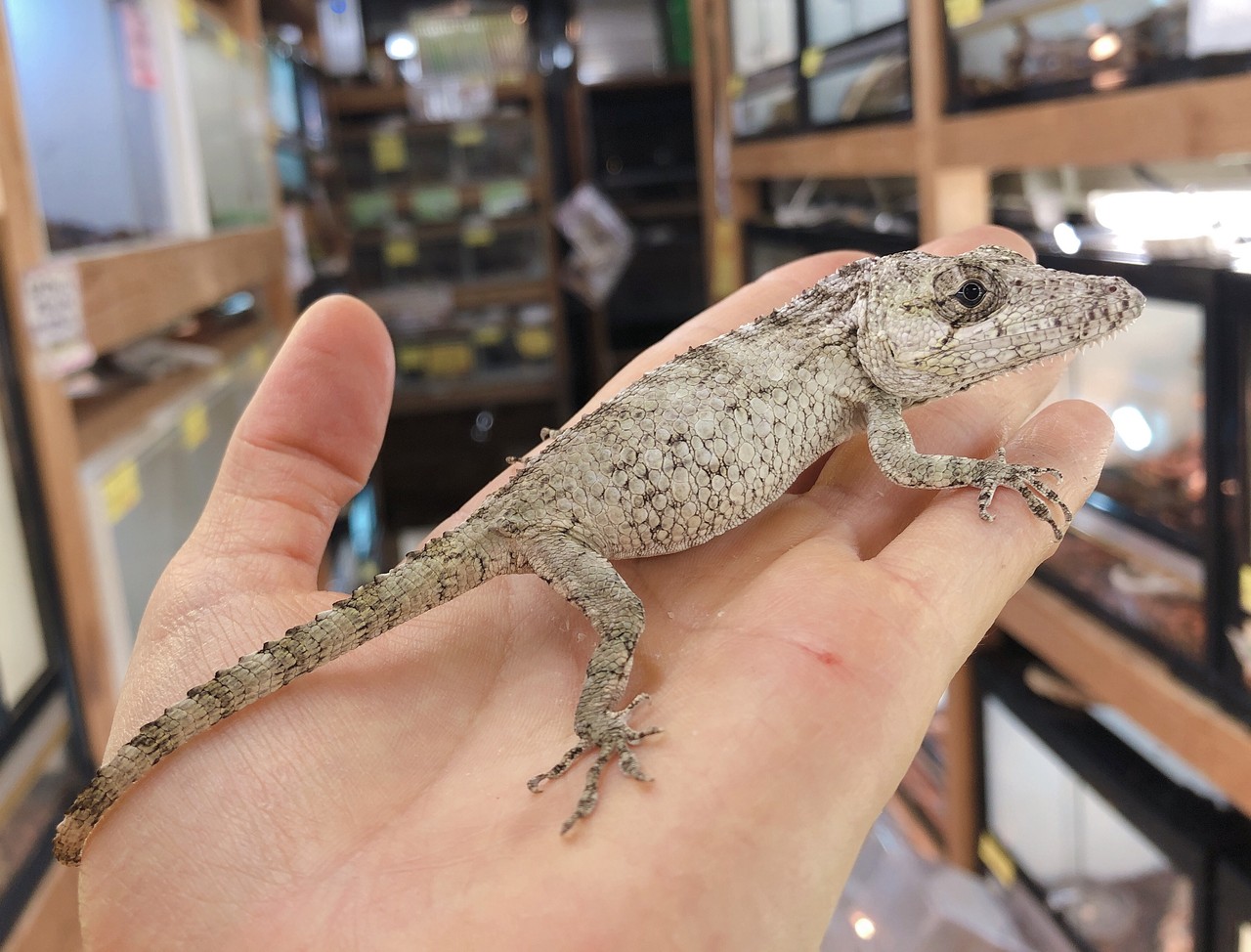 トカゲ エスカンブレイ ホズマー ドイツ便 以外もある 爬虫類倶楽部大宮店公式ブログ トカゲ エスカンブレイ ホズマー ドイツ便 以外もある 爬虫類倶楽部大宮店公式ブログ